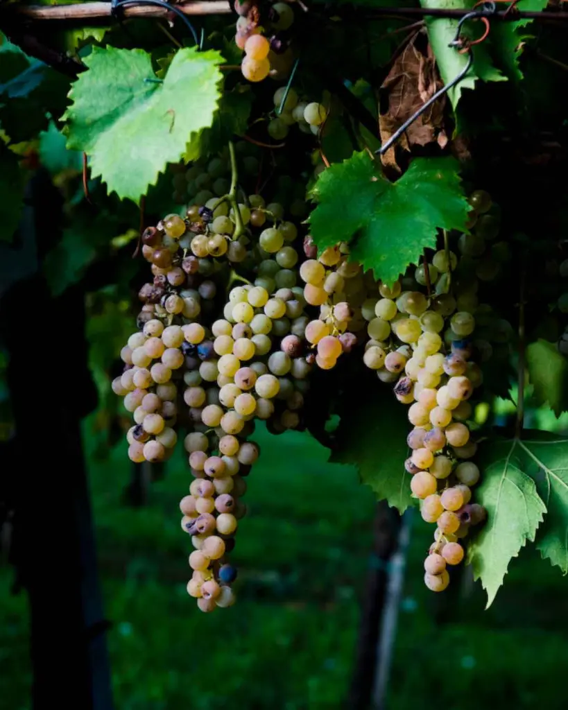 casale-mattia-wine-experience-lazio-italy.webp