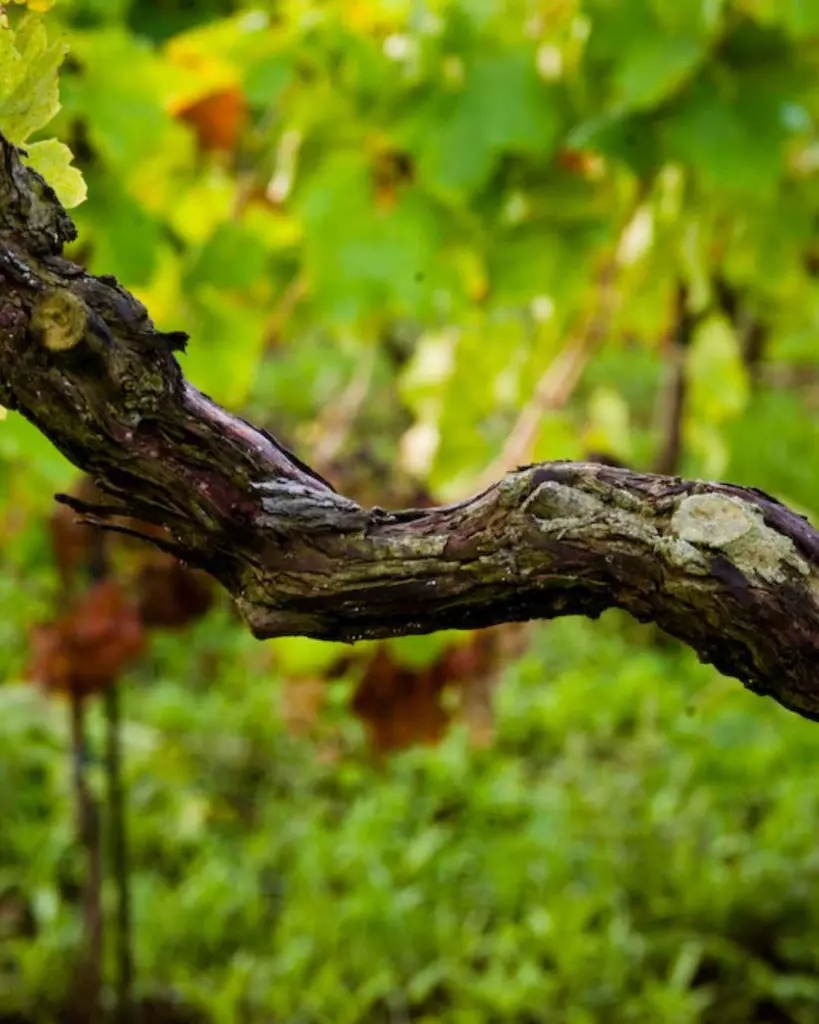 casale-mattia-frascati-vineyards-lazio-italy.webp