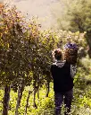 radovanovic-authentic-serbian-winery-experience.webp