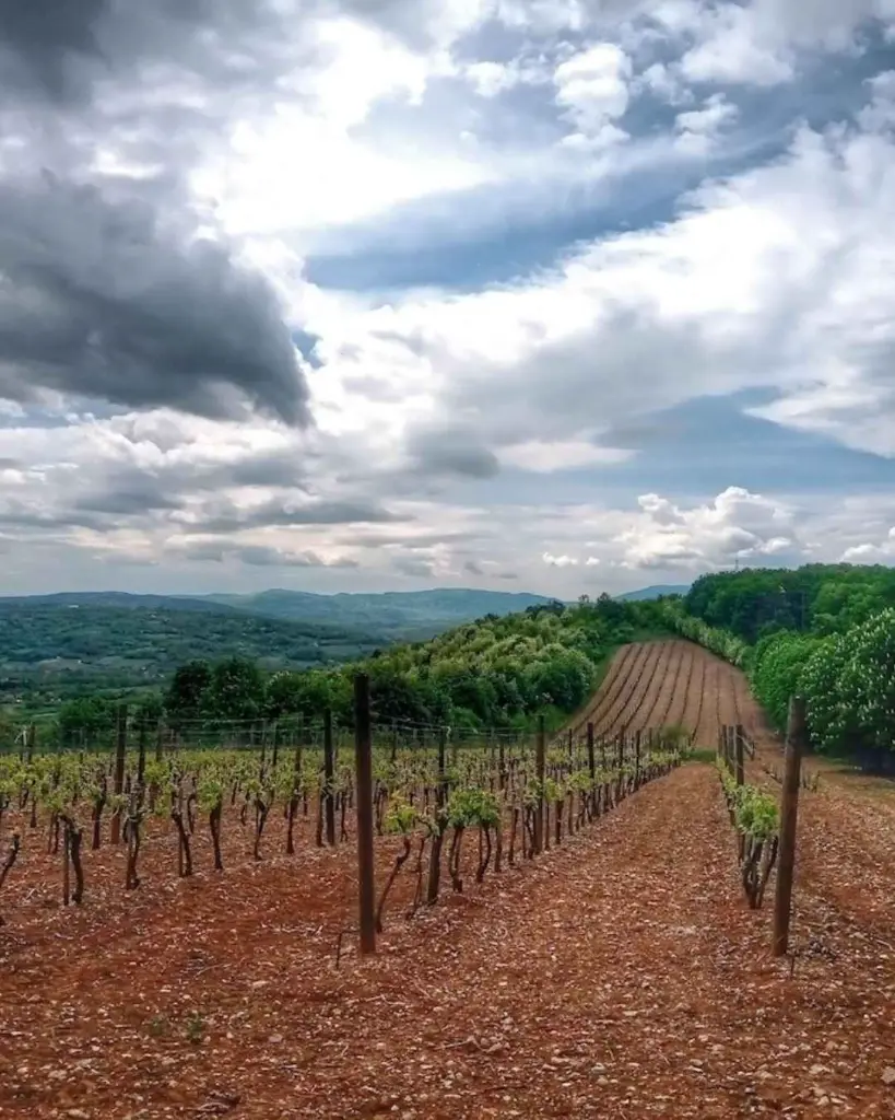 royal-winery-topola-vineyards-topola-oplenac-serbia.webp