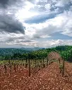 royal-winery-topola-vineyards-topola-oplenac-serbia.webp