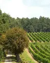 royal-winery-topola-vineyards-oplenac-topola-serbia.webp