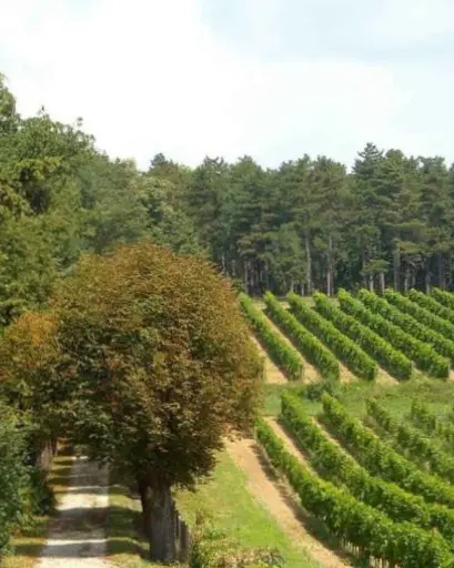 Serbia, Sumadija, Royal winery - Revealing the secrets of Royal treasures