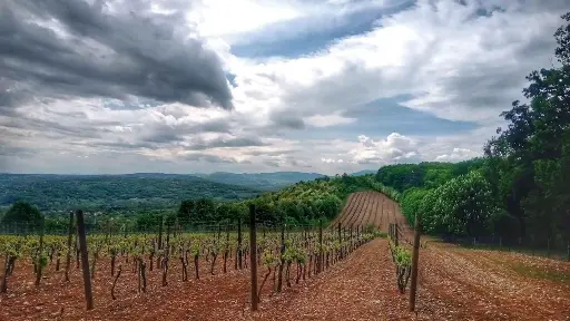 Serbia, Sumadija, from Topola - Royal wine tour