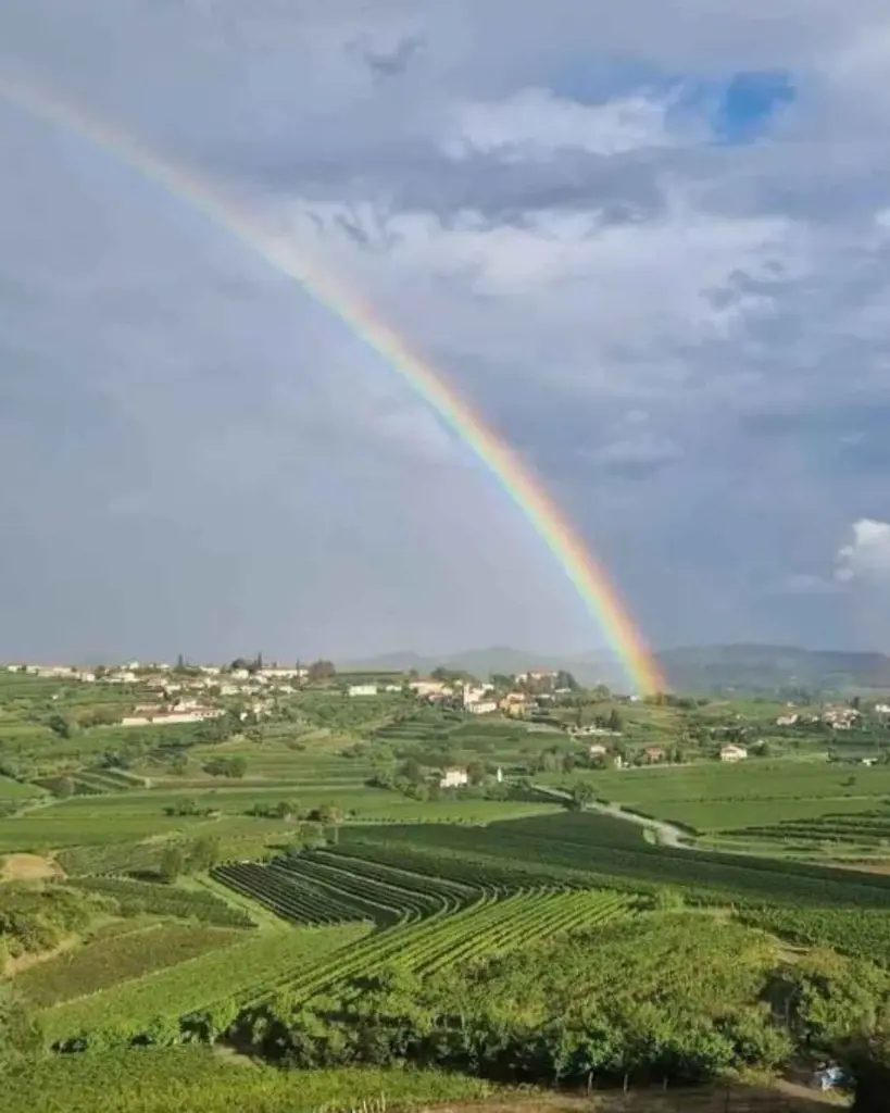 edi-simcic-vineyards-goriska-brda-slovenia.webp