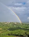 edi-simcic-vineyards-goriska-brda-slovenia.webp
