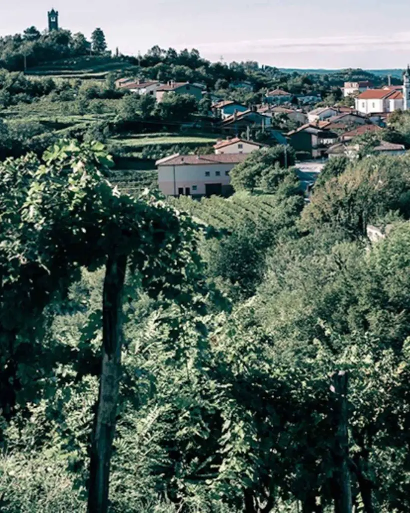 ferdinand-wine-experience-slovenia.webp