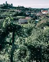 ferdinand-wine-experience-slovenia.webp
