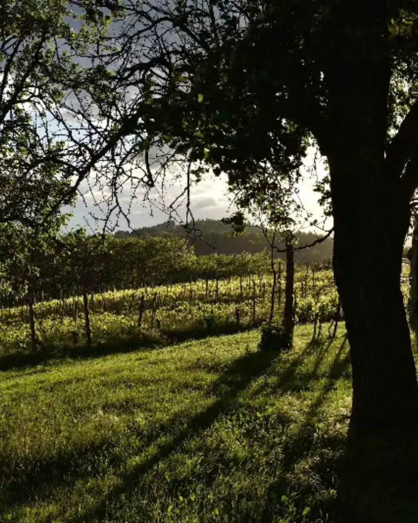 slovenia-stajerska-m–enostavno-dobra-vina-vineyards.webp