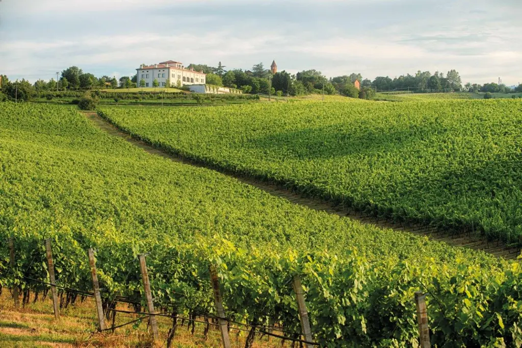 umberto-cesari-bologna-vineyards.webp