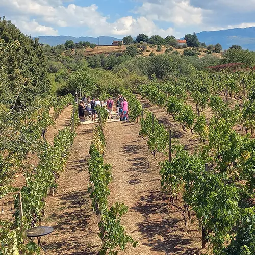 North Macedonia, Ohrid, Family Winery Stoyan and Sons - Wine Tasting Experience