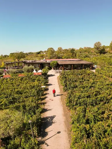 Italy, Campania, Sorrentino Vesuvio Vite Vulcaniche - Wine Tasting