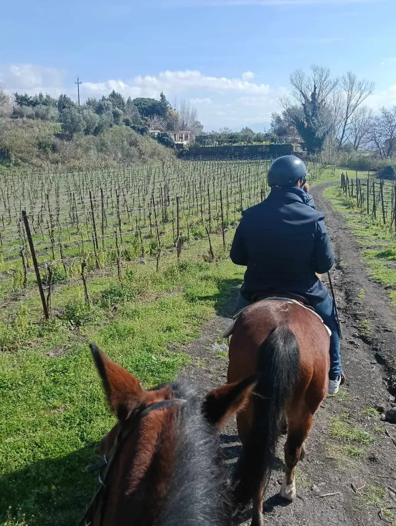 sorrentino-winery-horse-riding-vineyards-vesuvio-italy.webp
