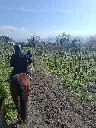 sorrentino-vesuvio-horseback-riding-vineyard-campania-italy.webp