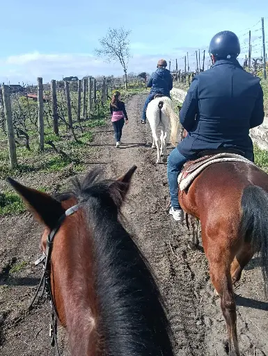 Italy, Campania, Sorrentino Vesuvio Vite Vulcaniche - Horseback Riding in the Vineyard