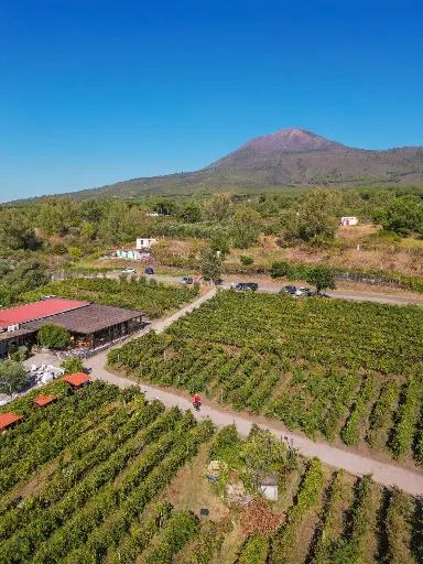 Italy, Campania, Sorrentino Vesuvio Vite Vulcaniche - Sunset on Vesuvio: Wine and Capri Among the Vineyards