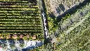 sorrentino-wine-and-lunch-experience-vesuvio-italy.webp