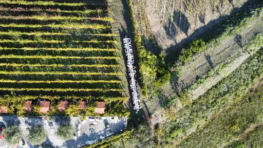 Italy, Campania, Sorrentino Vesuvio Vite Vulcaniche - Lunch in the Vineyard