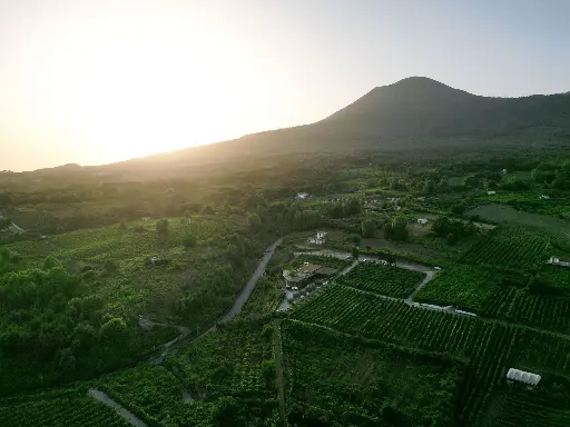 Italy, Campania, Sorrentino Vesuvio Vite Vulcaniche - Cellar Tour