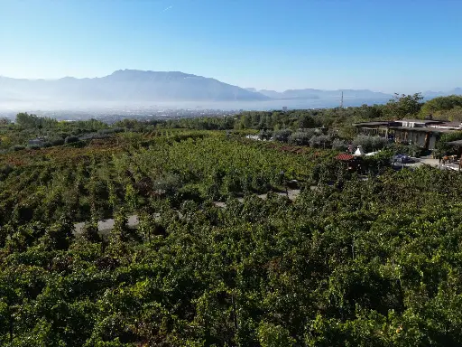 Italy, Campania, Sorrentino Vesuvio Vite Vulcaniche - Cellar Tour