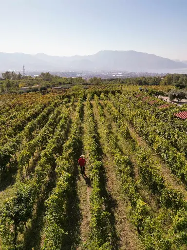 Italy, Campania, Sorrentino Vesuvio Vite Vulcaniche - Cellar Tour