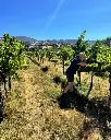 tedeschi-family-winery-vineyard-walk-calistoga.webp