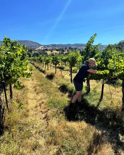 US, Napa Valley, Tedeschi Family Winery - Vineyard & Crushpad Tour