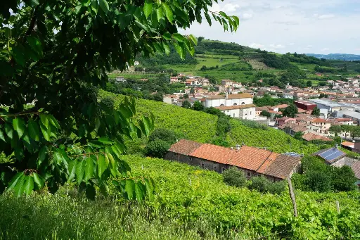 Italy, Veneto, Azienda Agricola Giovanni Menti - Volcanic Roots Experience