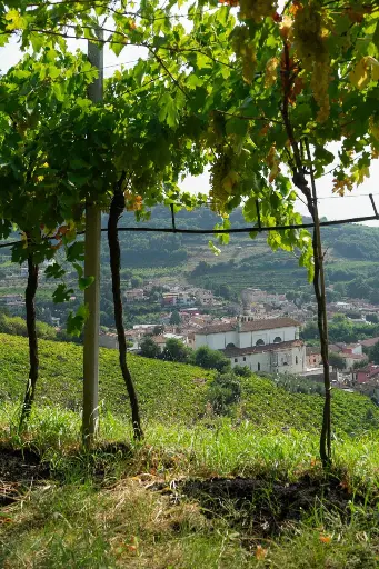 Italy, Veneto, Azienda Agricola Giovanni Menti -  Terroir Experience