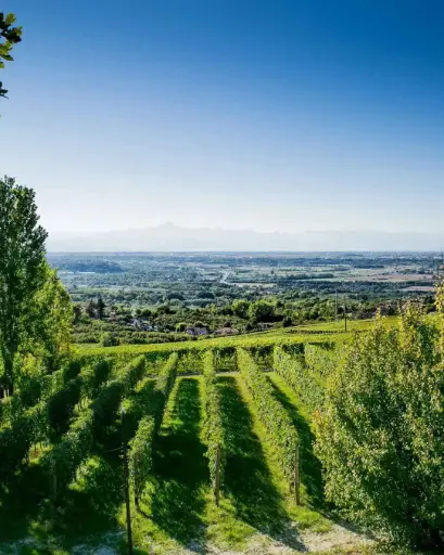 Italy, Piedmont, Bel Colle - Roots and Nature