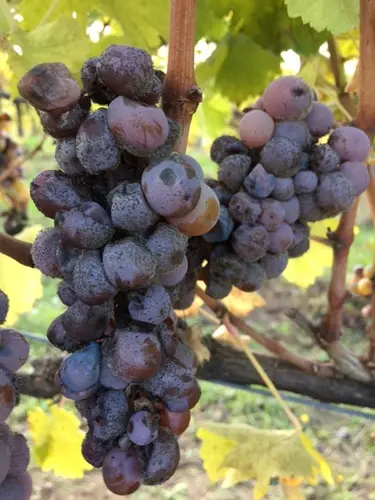 Italy, Umbria, Palazzone - The Sweet Noble Rot