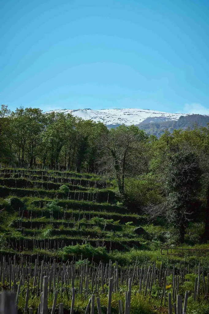 terrazze-dell-etna-wine-experience-sicily.webp