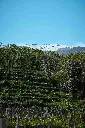terrazze-dell-etna-wine-experience-sicily.webp