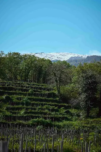 Italy, Sicily, Terrazze dell'Etna - Shades of Nerello Mascalese