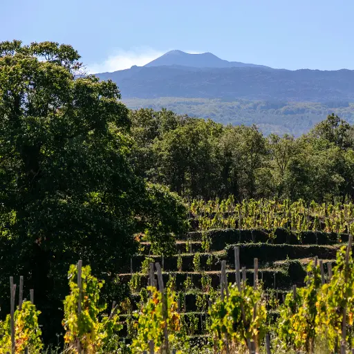 Italy, Sicily, Terrazze dell'Etna - Shades of Nerello Mascalese