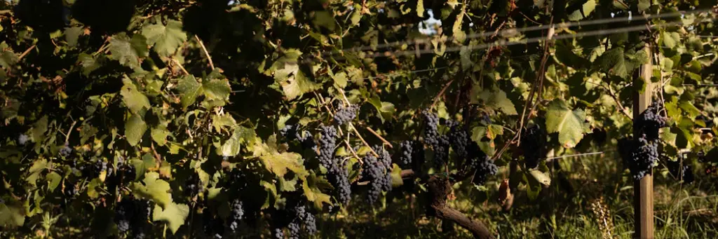 terrazze-dell-etna-sicily-wine-tasting.webp
