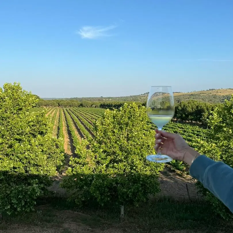 herdade-canal-caveira-vineyards-alentejo-portugal.webp
