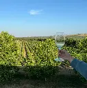 herdade-canal-caveira-vineyards-alentejo-portugal.webp