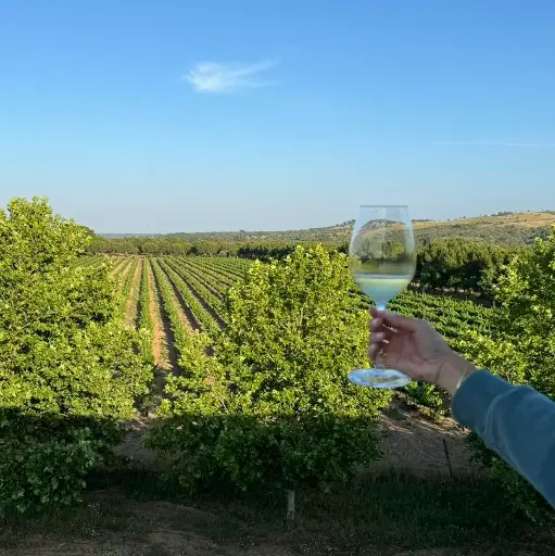 Portugal, Setubal, Herdade Canal Caveira - Portuguese Grapes
