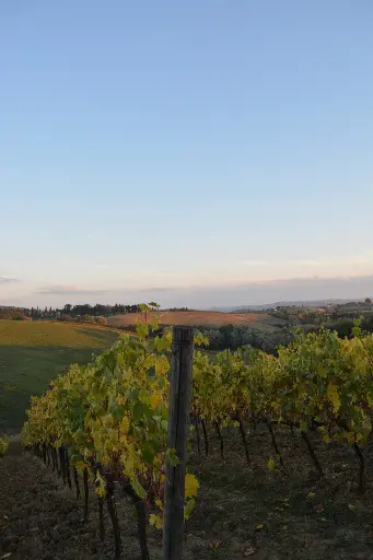Italy, Tuscany, Societa Agricola Canneta - Tuscany
