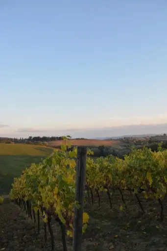 Italy, Tuscany, Societa Agricola Canneta - Brunello