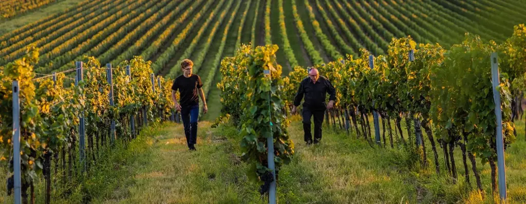 szigeti-austria-burgenland-vineyards.webp