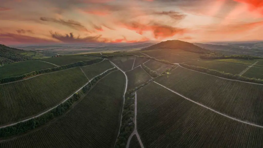 sauska-tokaj-vineyards.webp