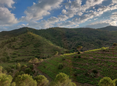 FamíliaNinOrtiz - Visit and Tasting in Our Winery