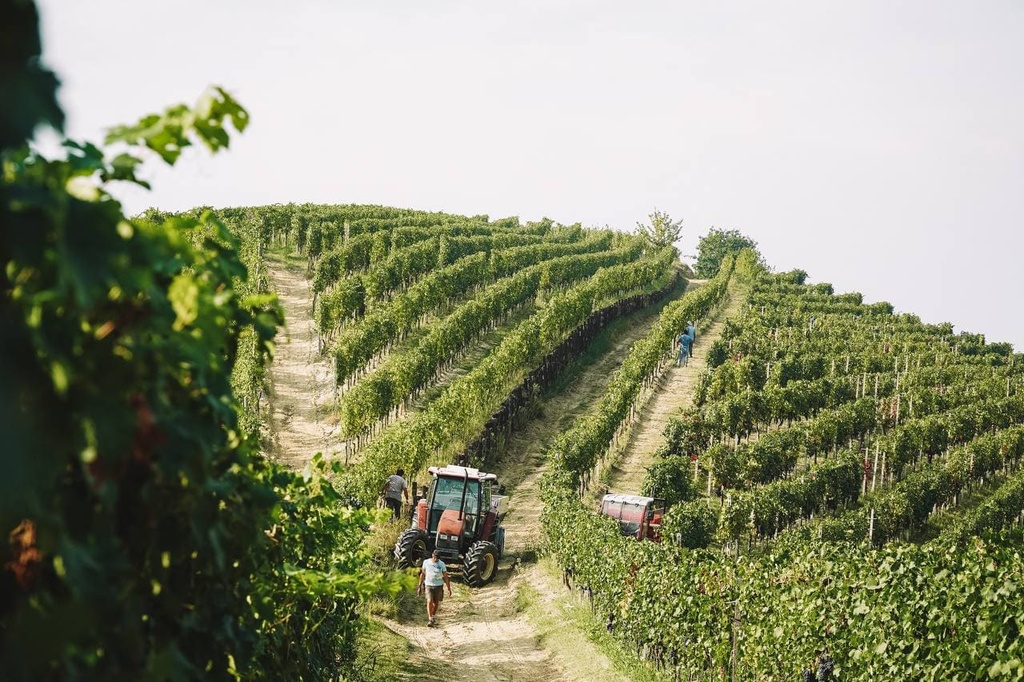 Tenuta "La Pergola" di Bodda Alessandra - Flavor and Tradition of Monferrato