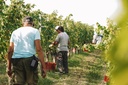 Tenuta "La Pergola" di Bodda Alessandra - Flavor and Tradition of Monferrato