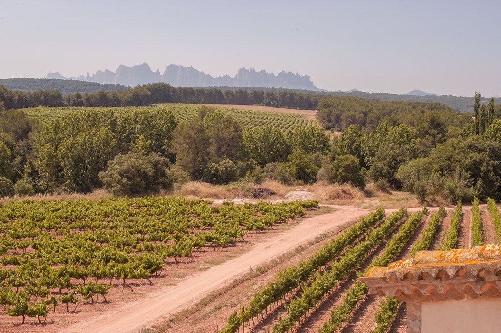 Castlexperience Wine Tours - Montserrat, Wine and Brunch