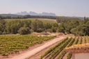 Castlexperience Wine Tours - Montserrat, Wine and Brunch