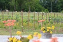 Pereira de Melo - Tapas in the vineyard (at a table or picnic)