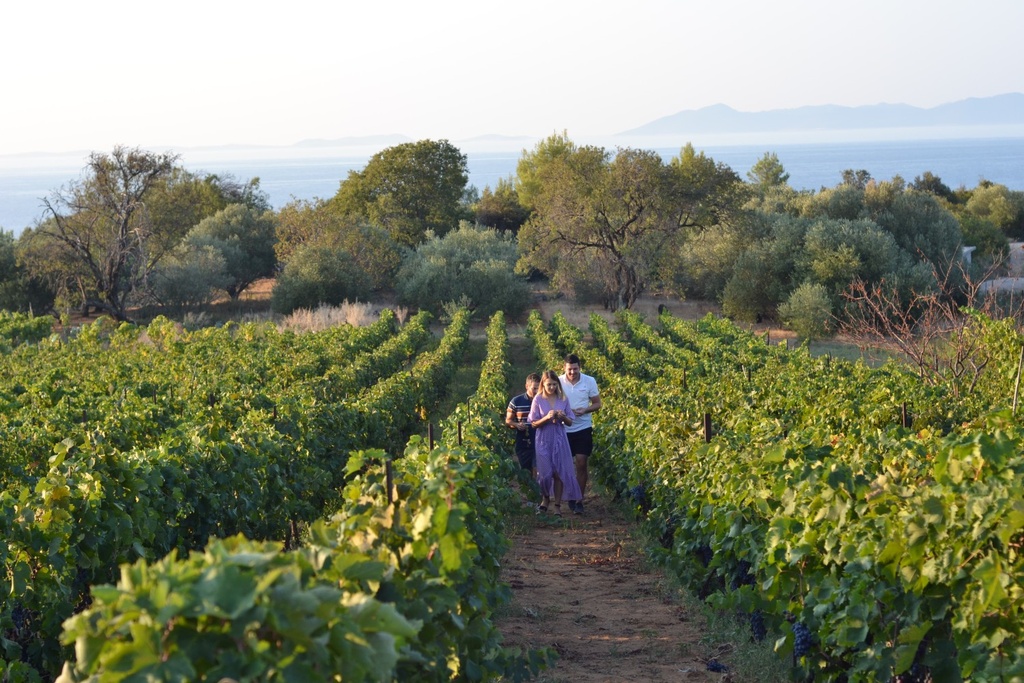 Croatia, Dalmatia, Black Island Winery - Excursion through the vineyards